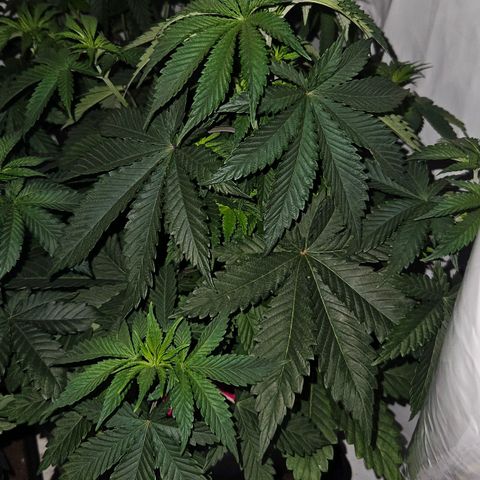 Wedding Gelato growlog timeline photo