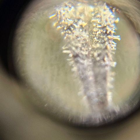 Special Queen growlog timeline photo