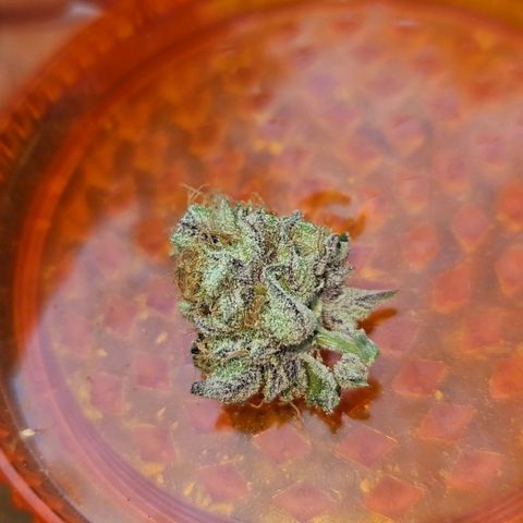 Wedding Gelato growlog timeline photo