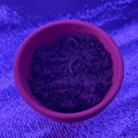 Gelato CBD growlog timeline photo