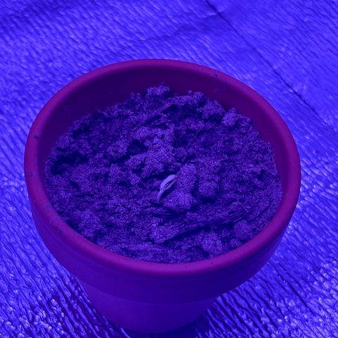 Gelato CBD growlog photo: 🪴