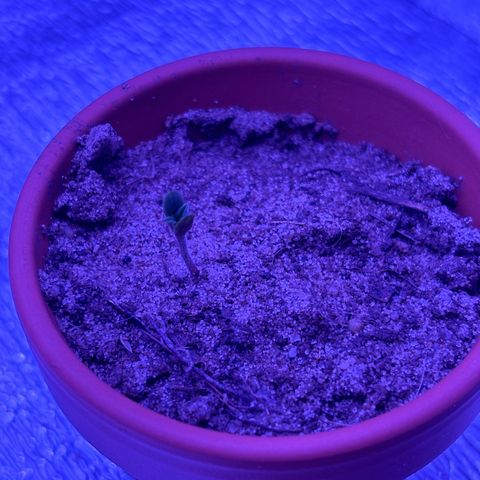 Gelato CBD growlog timeline photo