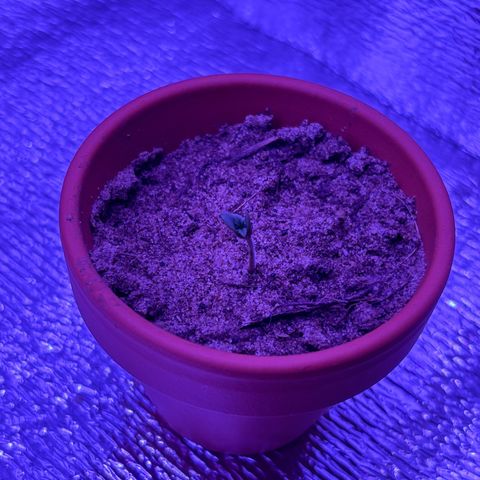 Gelato CBD growlog timeline photo