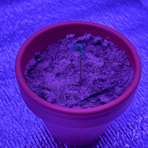 Gelato CBD growlog timeline photo