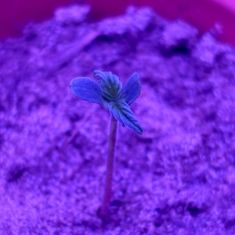 Gelato CBD growlog timeline photo
