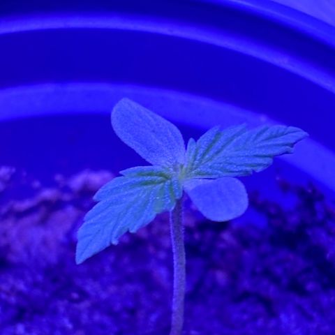 Gelato CBD growlog timeline photo