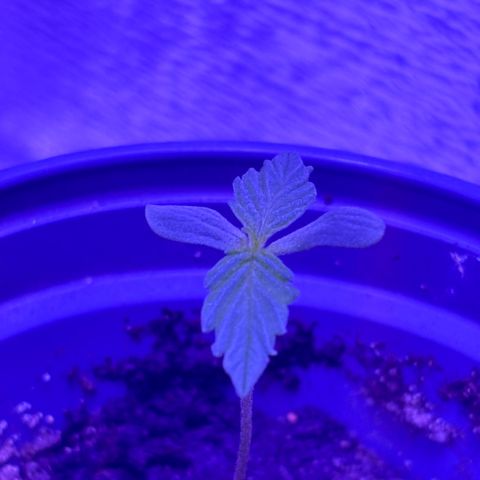 Gelato CBD growlog timeline photo