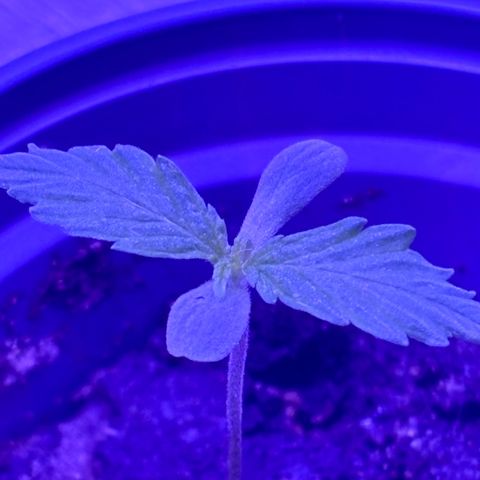 Gelato CBD growlog timeline photo