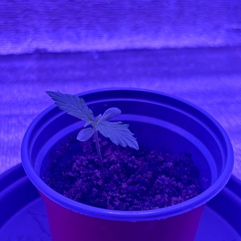 Gelato CBD growlog timeline photo