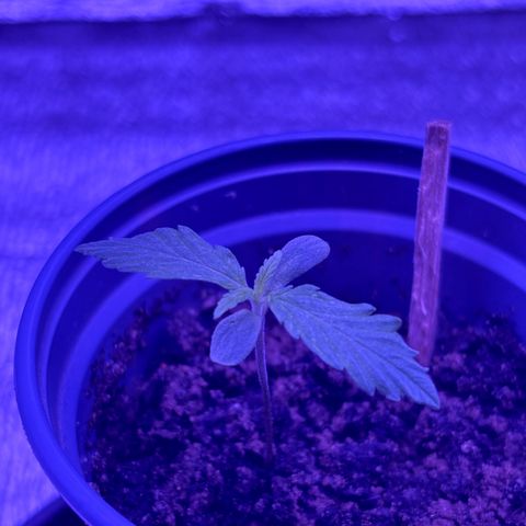 Gelato CBD growlog timeline photo