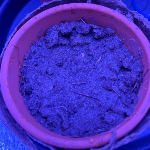 The Real Q1 growlog timeline photo