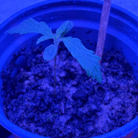 Gelato CBD growlog timeline photo