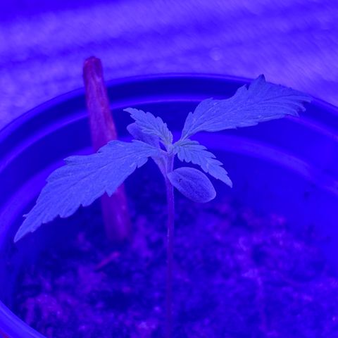 Gelato CBD growlog timeline photo