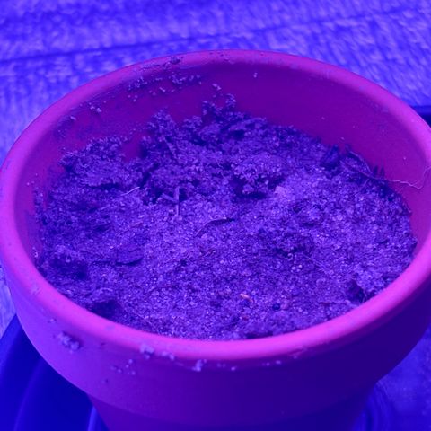 The Real Q1 growlog timeline photo