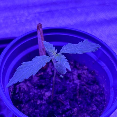 Gelato CBD growlog timeline photo