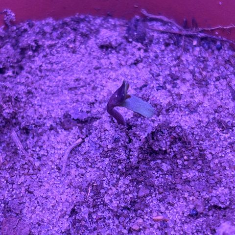 The Real Q1 growlog timeline photo