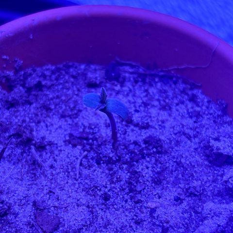 The Real Q1 growlog photo: 6:50AM
