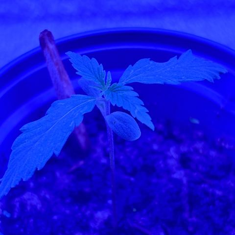 Gelato CBD growlog photo: 6:50AM