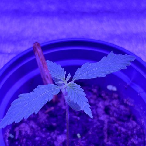 Gelato CBD growlog timeline photo