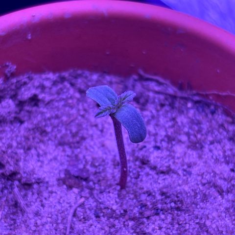 The Real Q1 growlog timeline photo