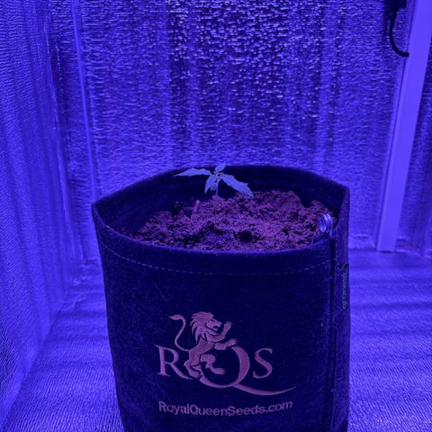 Gelato CBD growlog photo: Pot RQS tissus geotextile 4L