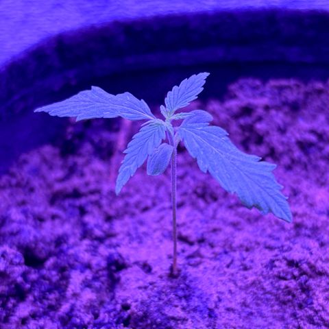 Gelato CBD growlog photo: Pot RQS tissus geotextile 4L