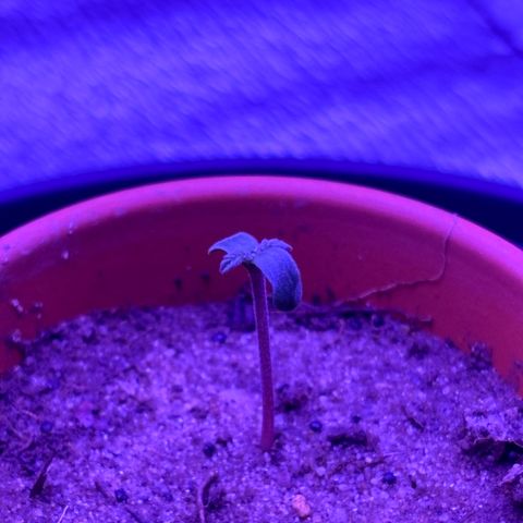 The Real Q1 growlog timeline photo