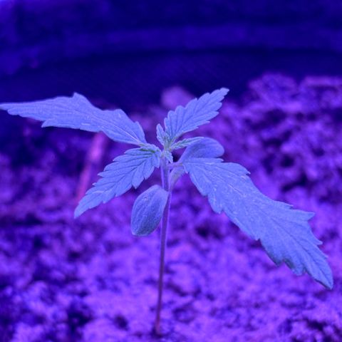 Gelato CBD growlog photo: 6:38AM