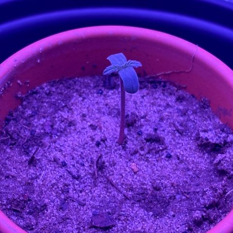 The Real Q1 growlog photo: 6:38AM