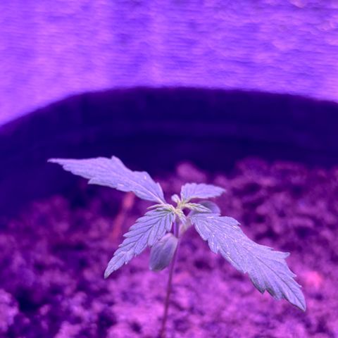 Gelato CBD growlog photo: 4:28PM