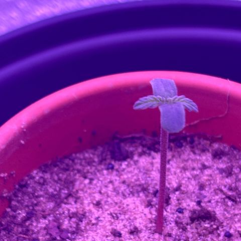 The Real Q1 growlog photo: 4:28PM