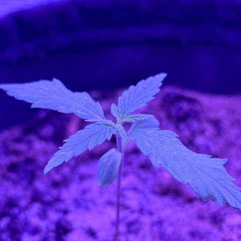 Gelato CBD growlog photo: 12:42AM