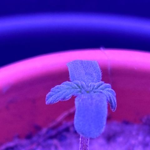 The Real Q1 growlog photo: 12:42AM