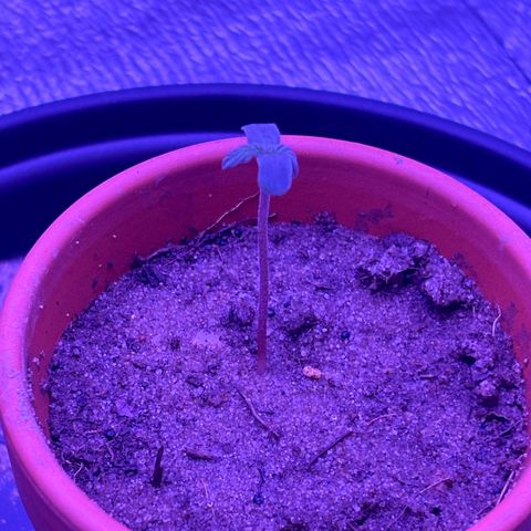 The Real Q1 growlog photo: 12:42AM