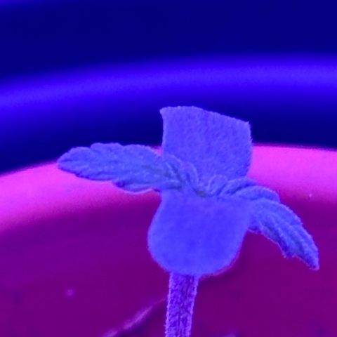 The Real Q1 growlog photo: 7:00AM