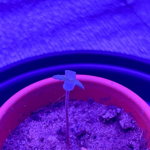 The Real Q1 growlog photo: 7:00AM