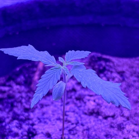 Gelato CBD growlog photo: 7:00AM
