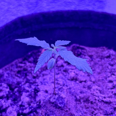 Gelato CBD growlog photo: 7:00AM