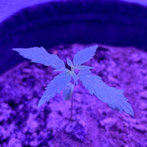 Gelato CBD growlog photo: 10:00PM
