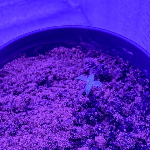 The Real Q1 growlog photo: 10:00PM