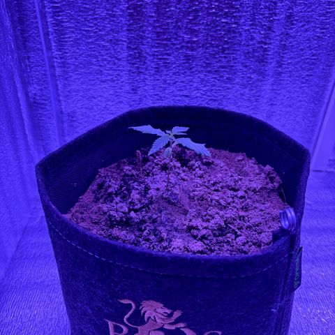 Gelato CBD growlog photo: 6:45AM