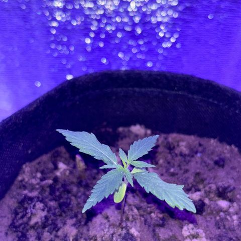 Gelato CBD growlog photo: 7:40PM