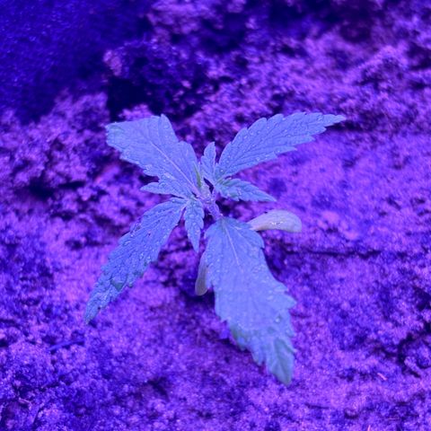 Gelato CBD growlog photo: 5:00AM