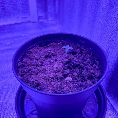 The Real Q1 growlog photo: 6:40AM