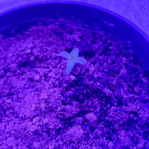 The Real Q1 growlog photo: 7:40PM