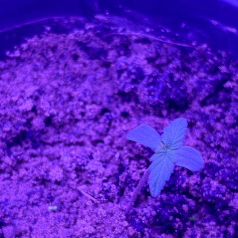 The Real Q1 growlog photo: 5:00AM
