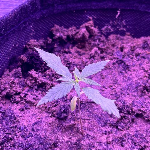 Gelato CBD growlog photo: 11:00PM