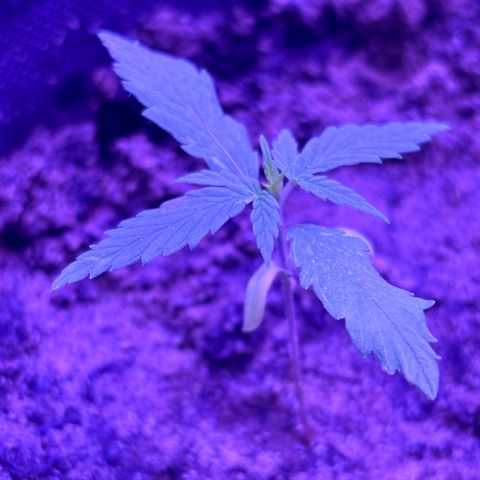 Gelato CBD growlog photo: 3:00AM