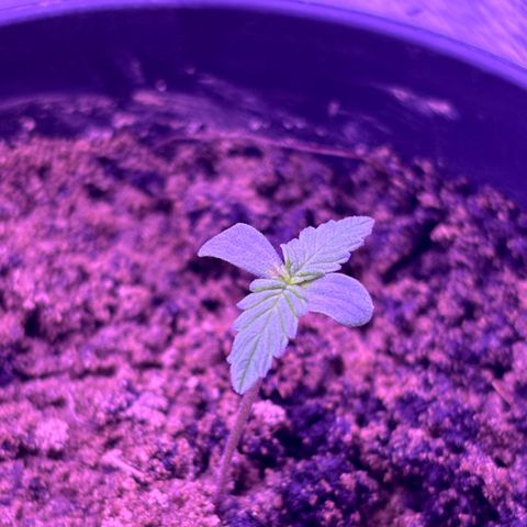 The Real Q1 growlog photo: 11:00PM