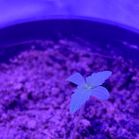 The Real Q1 growlog photo: 3:00AM